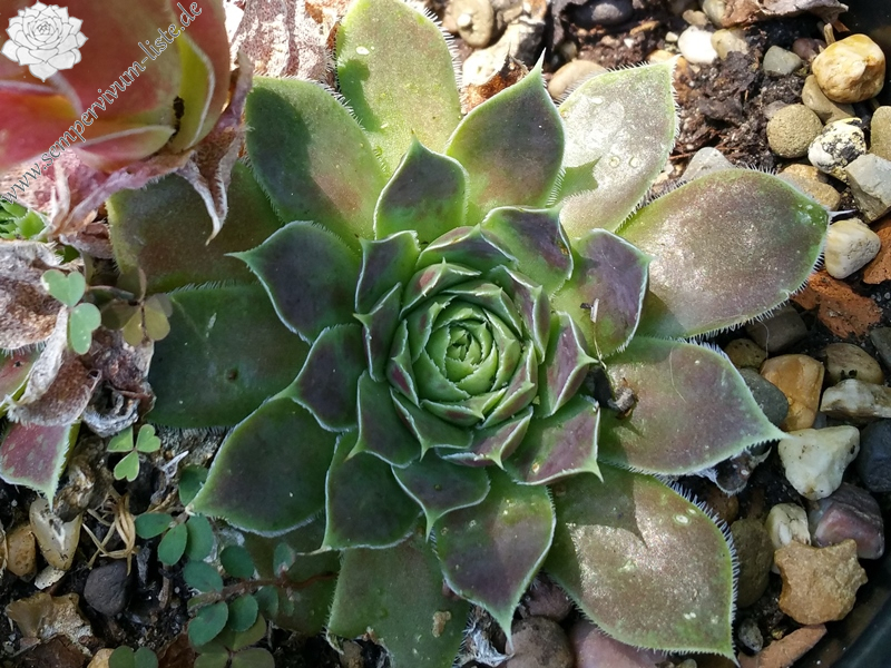 Springwood Pink / Jovi