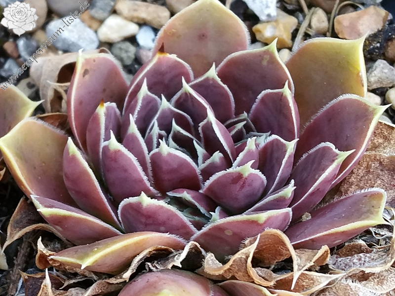 Stella de Oro / Jovi