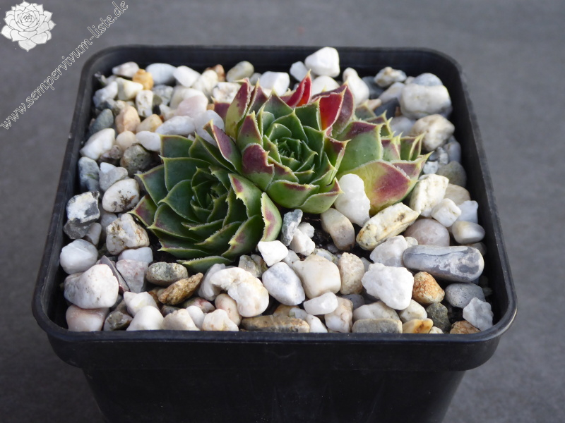 Golden Suzanna / Jovi