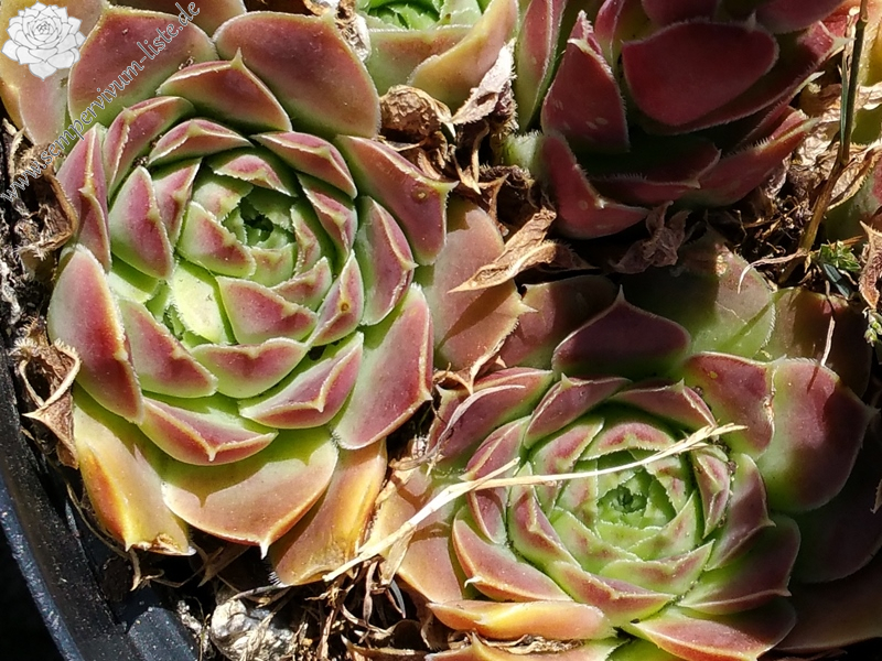 Sylvan Memory / Jovi