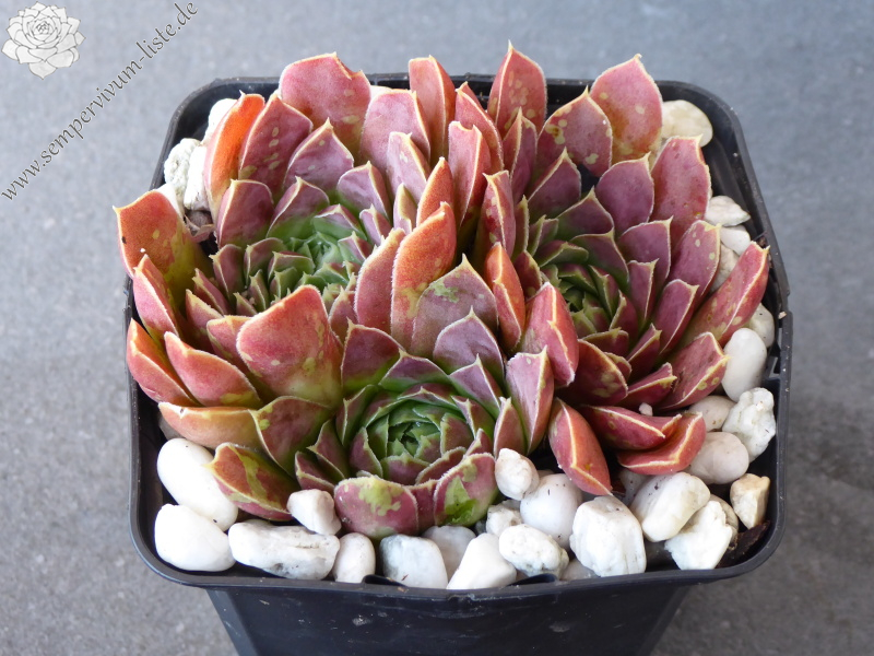 Korspel Dessert / Jovi