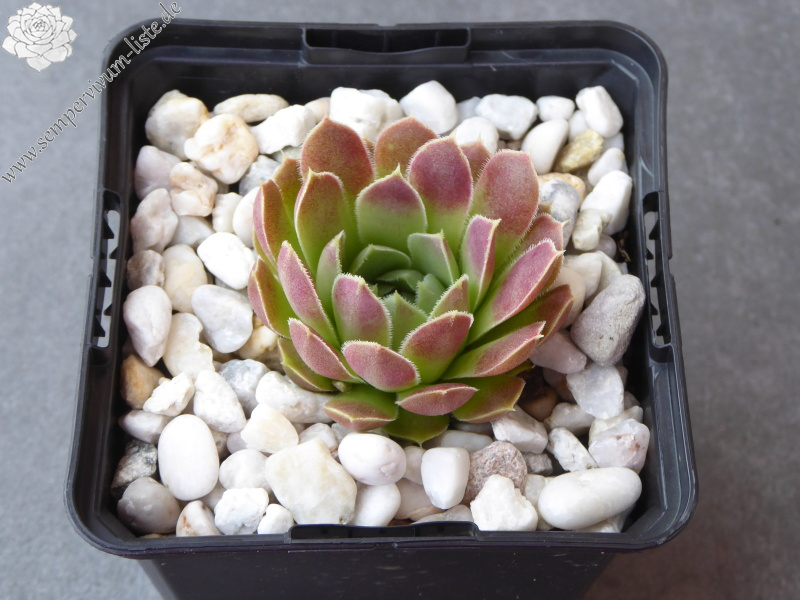 Korspel Dessert / Jovi