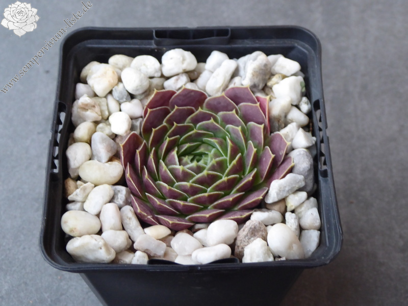 Korspel Dessert / Jovi