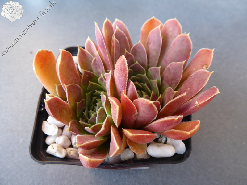 Korspel Dessert / Jovi