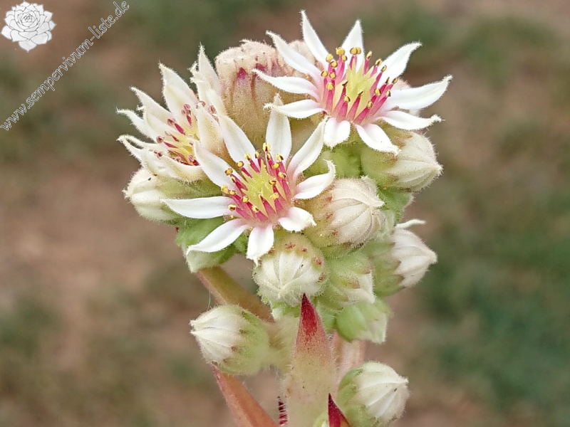 calcareum from Madone d'Utelle