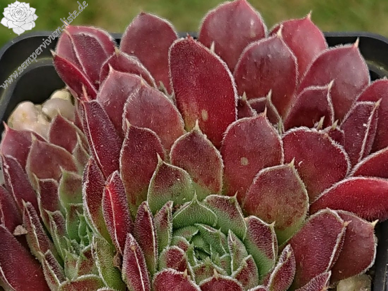 Palmira