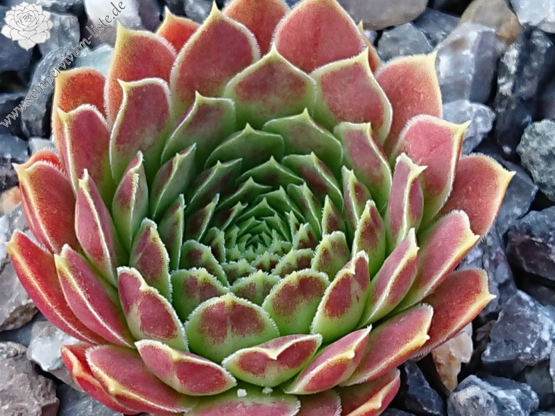 Pink Rainbow 