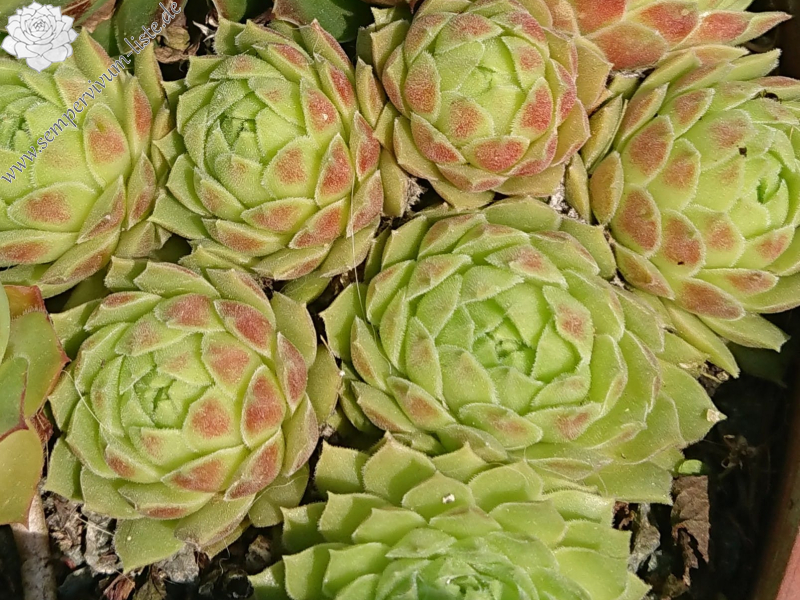 S. atlanticum from Oukaimeden