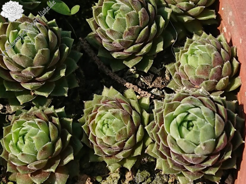 S.marmoreum ssp. reginae-amaliae from Mt. Giona 