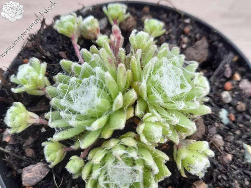 Summer Frost