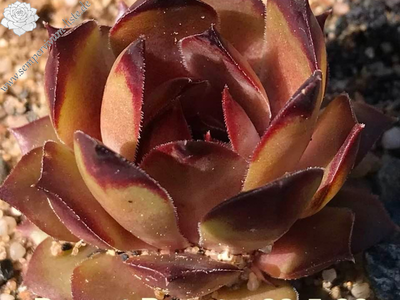 Desert Beauty