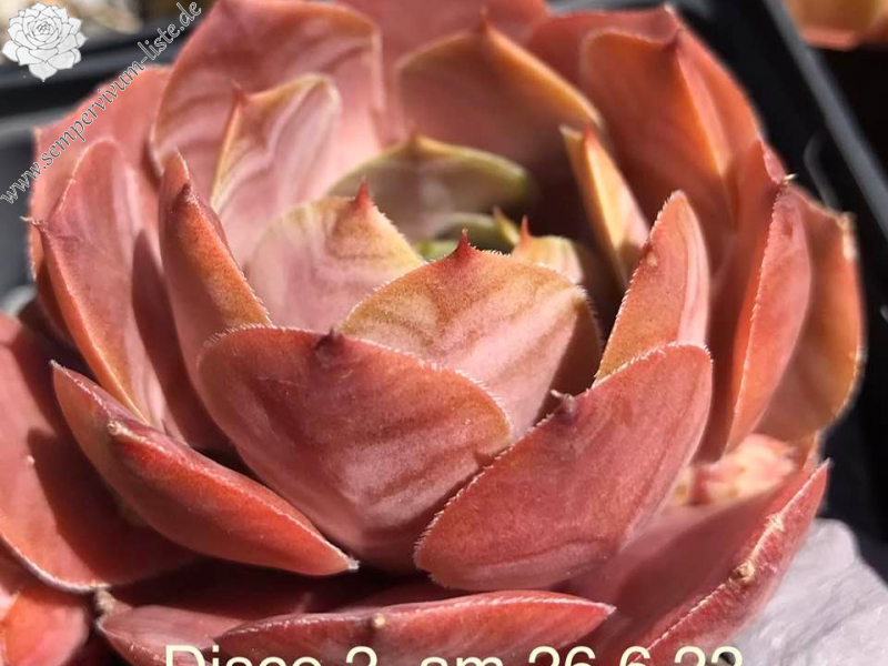 Disco 2