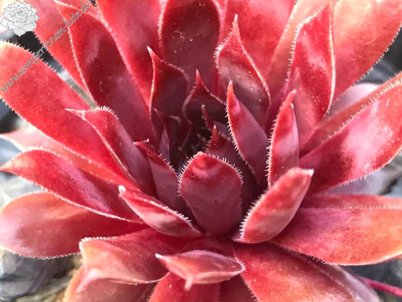 Red Susan
