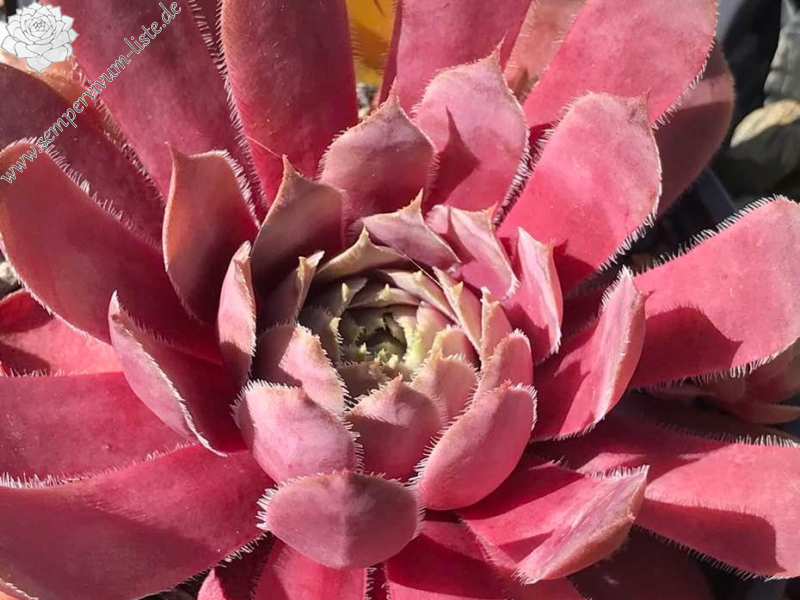 Rosa vom See