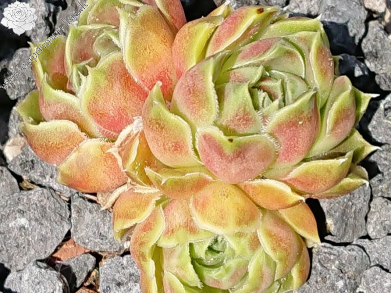 Yerasia