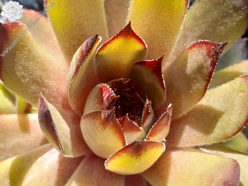 Cockcombs (Netzfund)