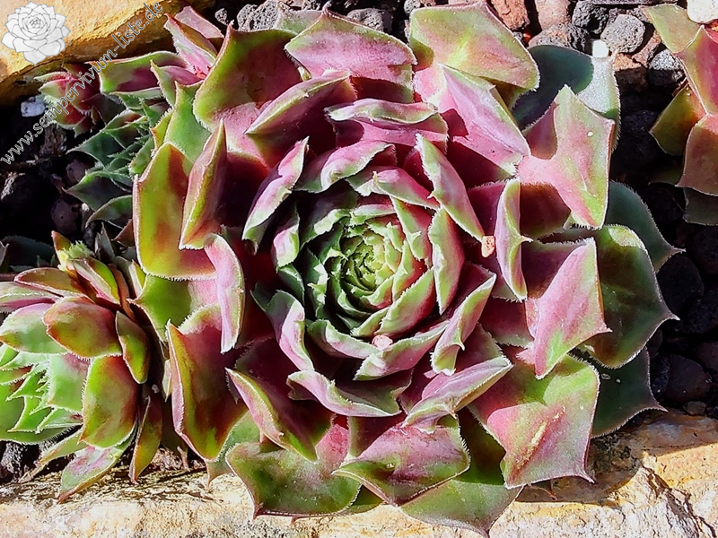 Ge-arti-schockt (Netzfund)