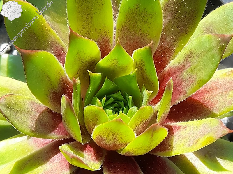 Glückstück (Netzfund)