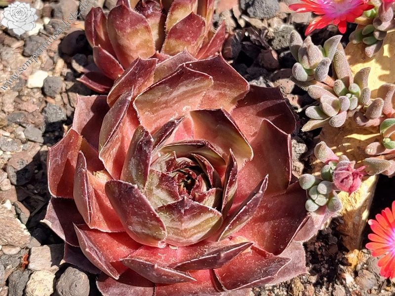 Clockwork Orange (Netzfund)