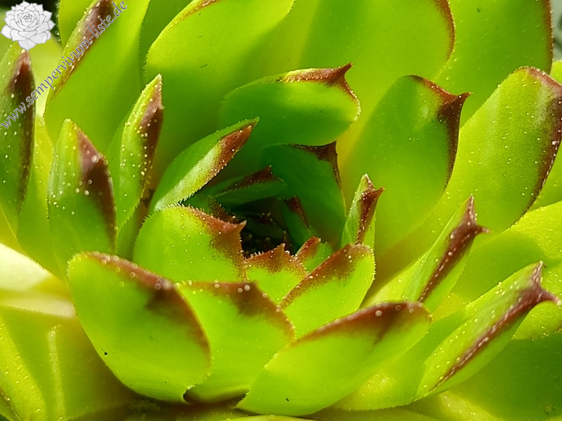 Grünes Herz (Netzfund)