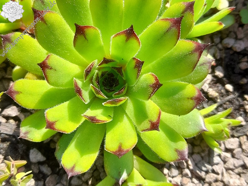 Green Forest (Netzfund)