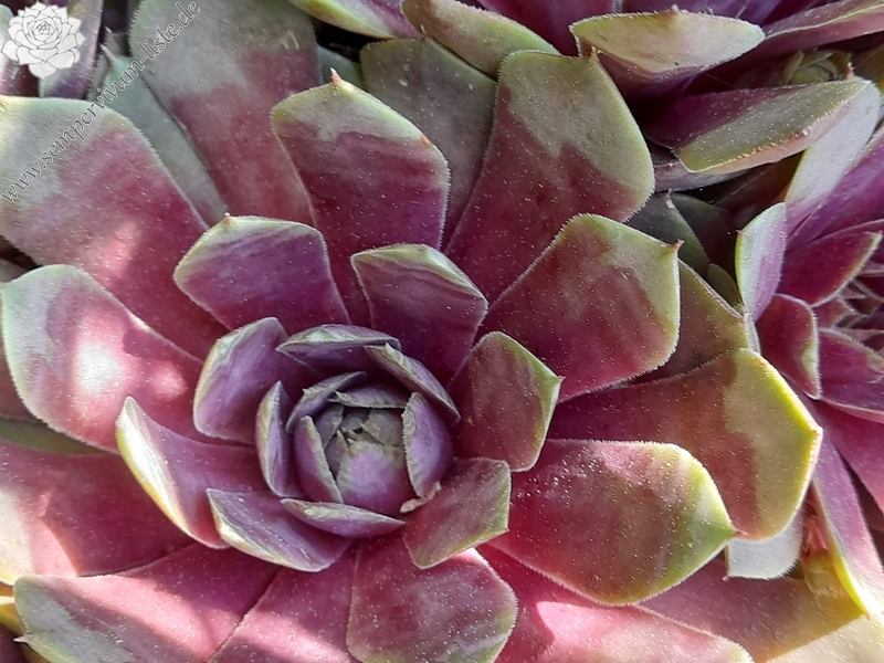 Heiße Liebe (Netzfund)