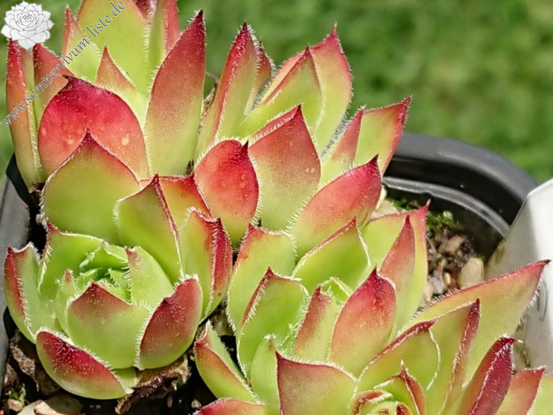 heuffelii from Domogled