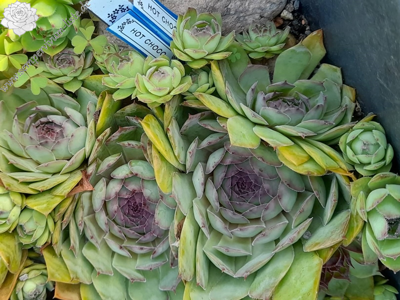 Hot Choco (Netzfund)