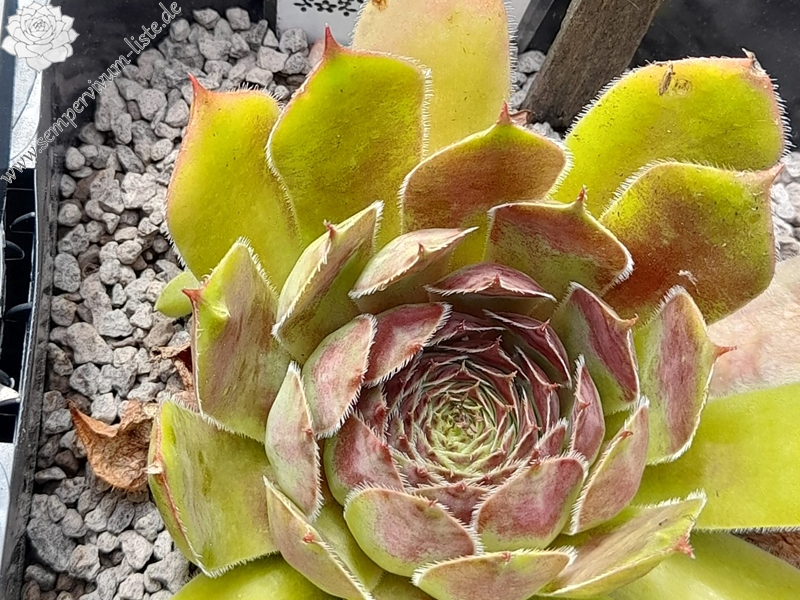 Lilac Sunbo (Netzfund)