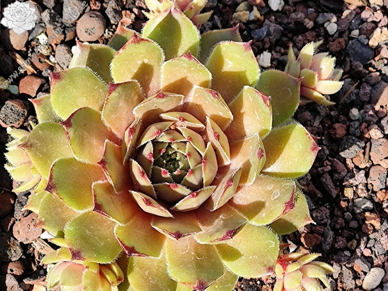 Melonensorbet (Netzfund)