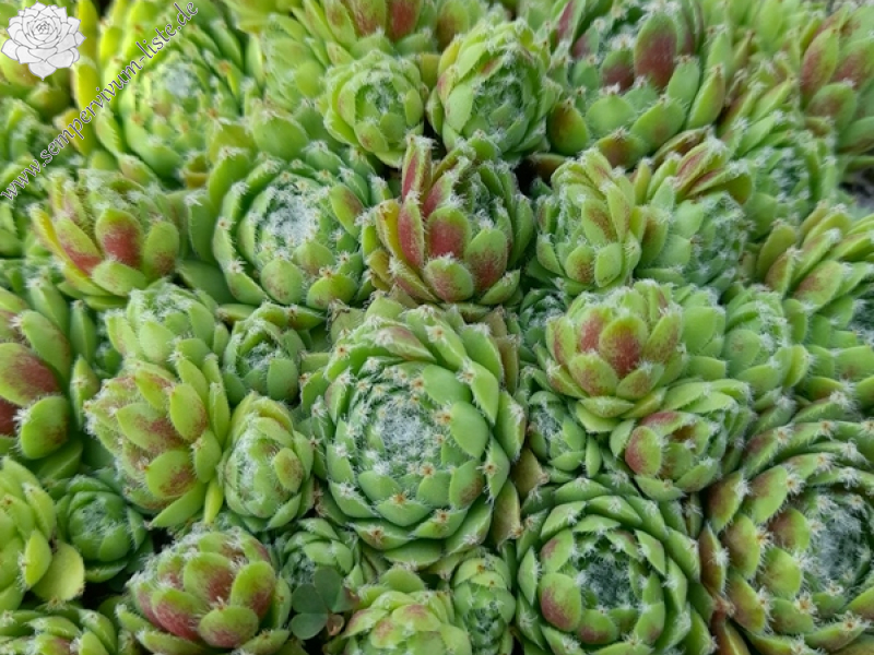 Puder Zucker (Netzfund)