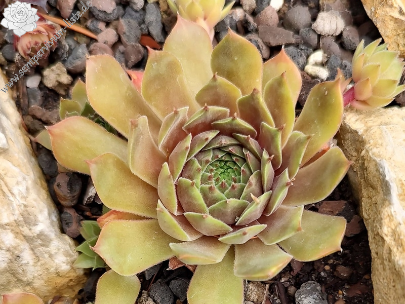 Rosenzobels Olive (Nutzfund)