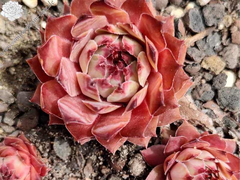 Rosenzobels Rot-weiß (Netzfund)