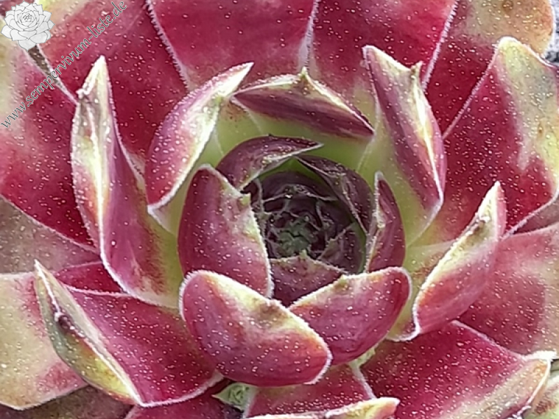 Sonnenschein (Netzfund)