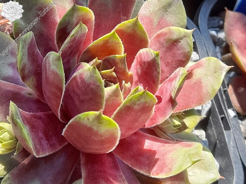 Vanilla Extract (Netzfund)