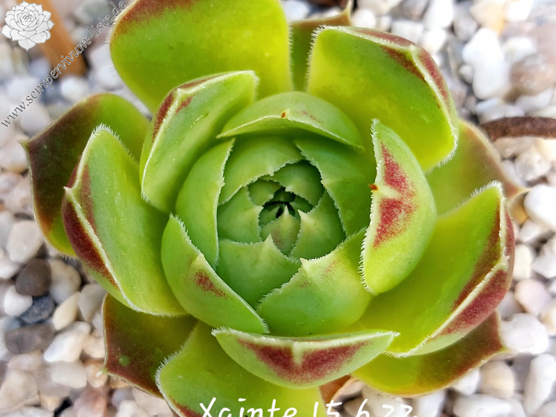 Xainte / Jovi