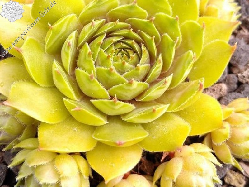 Zitronensorbet (Netzfund)