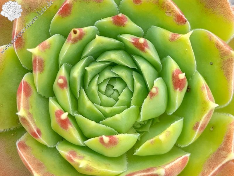 Groen Water