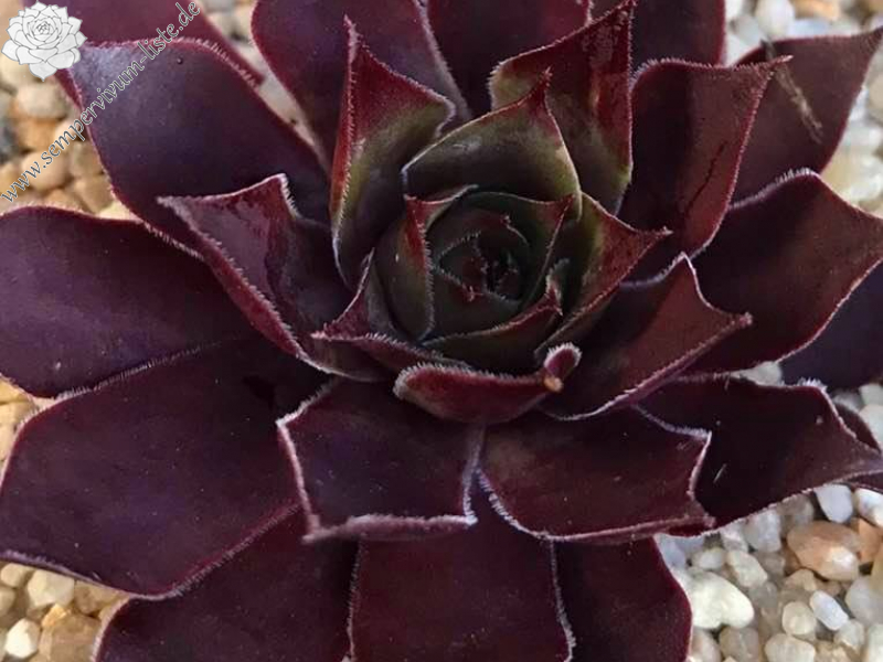 Glistening red