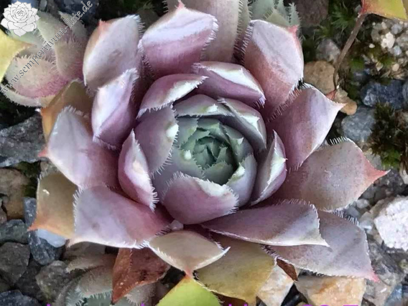 Lavender and Ice