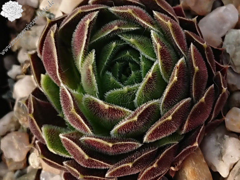 Palmira