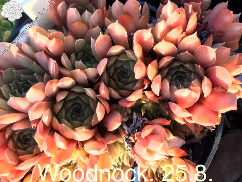 Woodnock