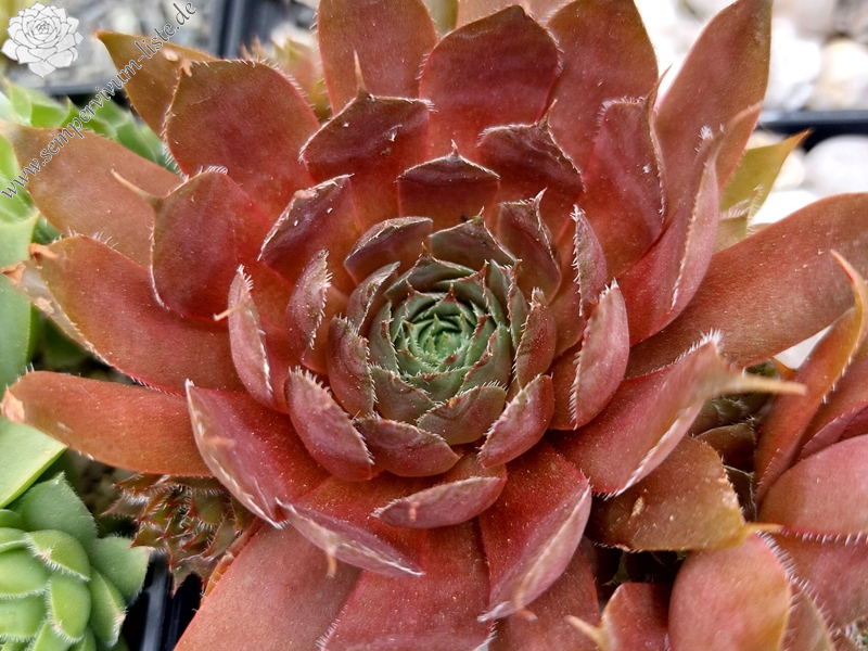 Pink Caro