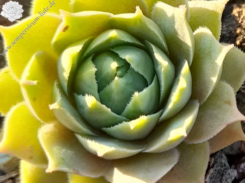 Bethencourtian 