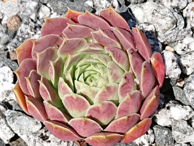 Flower of the Day