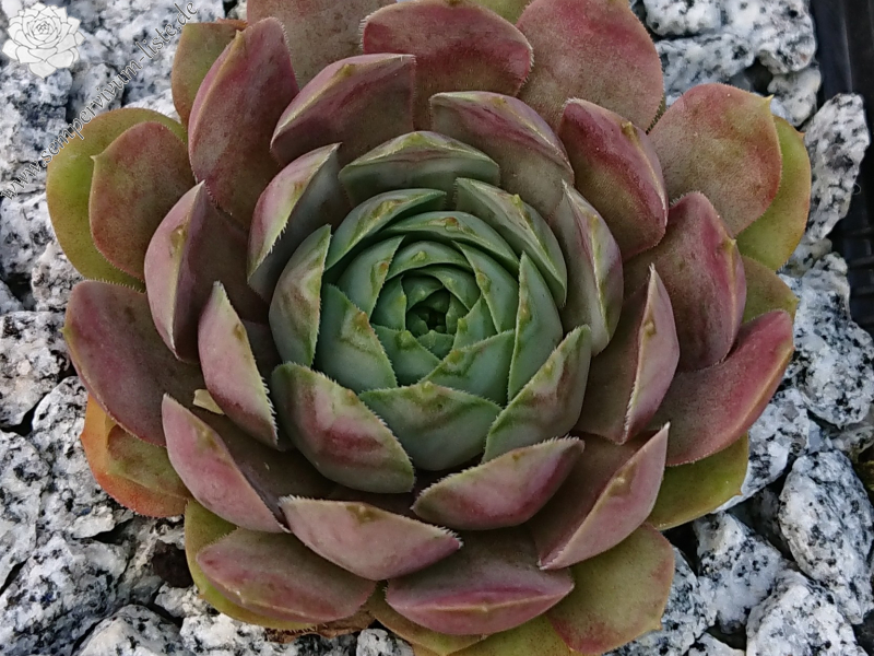Ice Rockoon