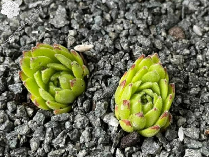 Devils Frog (Netzfund)