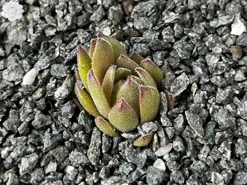 Green Plush (Netzfund)