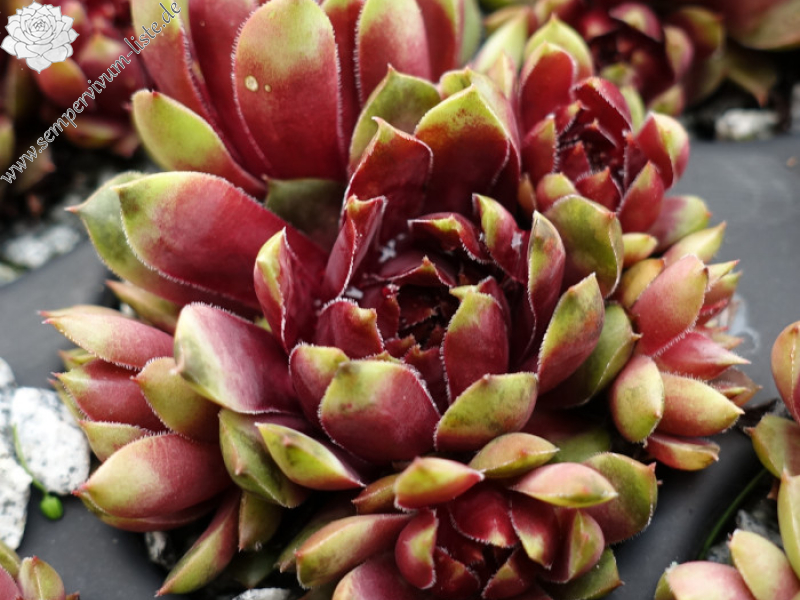 aufgenommen am 7. Juni 2022