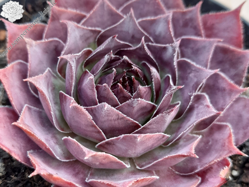 Purple Platter
